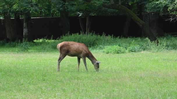 Roe Deer Grazing Bialowieza Forest Poland — Vídeo de stock