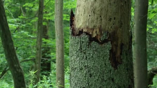 Cracked Trunk Old Tree Bialowieza Forest Poland — Stockvideo