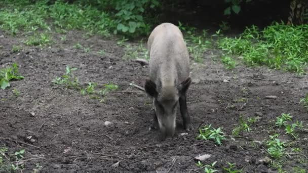 Wild Boar Pushing Ground Bialowieza Forest Poland — Stockvideo