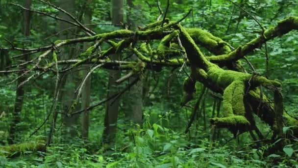 Mossy Tree Woods Bialowieza Forest Poland — Vídeos de Stock