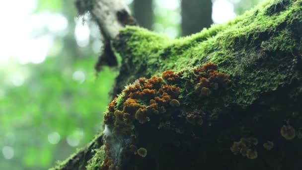 Mossy Trunk Tree Mushrooms Bialowieza Forest Poland — Vídeo de stock