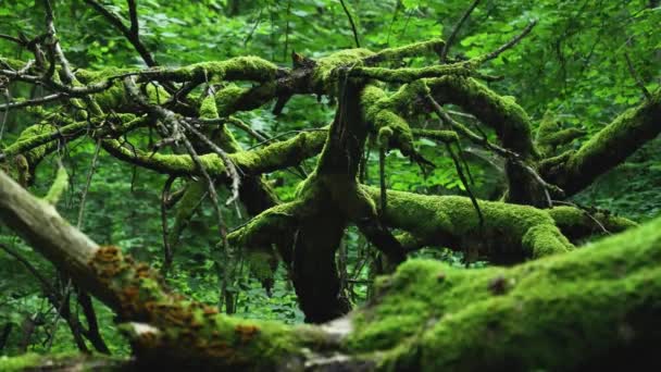 Old Mossy Tree Bialowieza Forest Poland Camera Moves Slowly — Stock videók