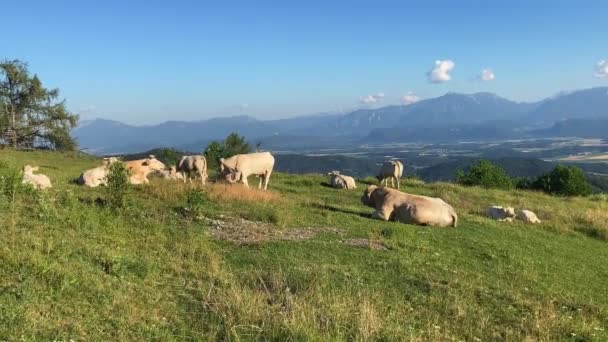 Fat Cows Grazing Freely Pasture Mountains Agricalture Nature Austria — Wideo stockowe