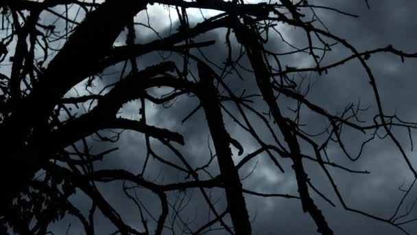 Creepy Dead Tree Rainy Weather Bialowieza Forest Poland — Αρχείο Βίντεο