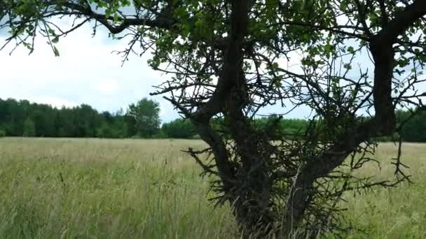 Beautiful Scary Tree Meadow Bialowieza Forest Poland — Stockvideo