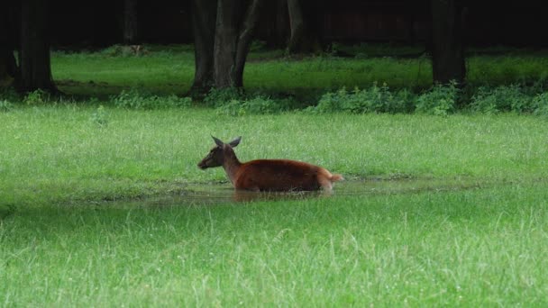 Roe Deer Bathing Bialowieza Forest Poland — Stockvideo