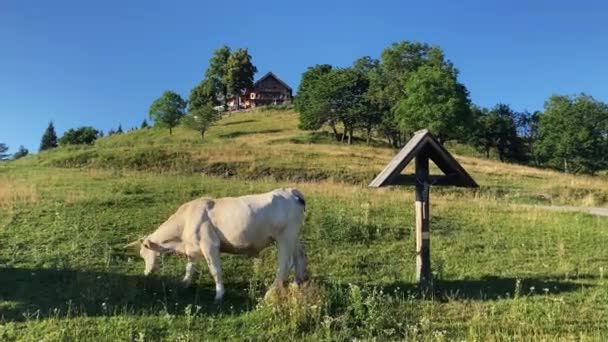 Fat Cow Grazing Mountains Mountain Hut Background Pilgrimage Site Cross — Video Stock