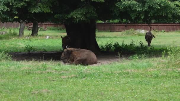 Bison Lying Ground Bialowieza National Park Poland — Αρχείο Βίντεο