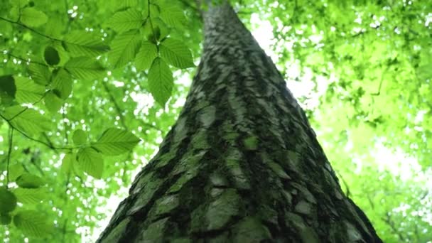 Very Long Trunk Tree Bialoweiza Forest Poland — Stockvideo