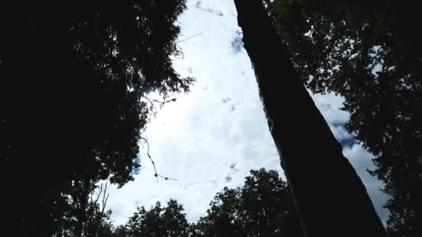 Sky Huge Trees Bialowieza National Forest Poland — Stockvideo