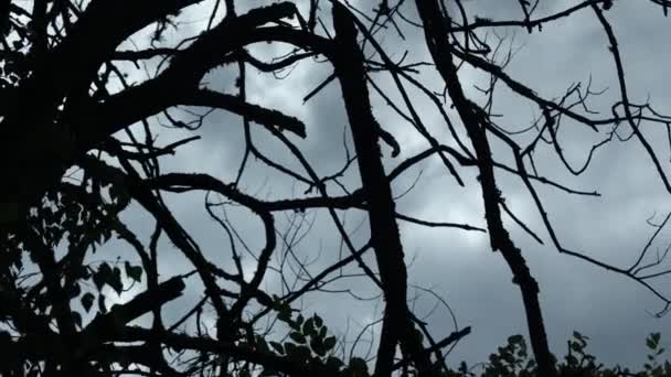 Creepy Dead Tree Rainy Weather Bialowieza Forest Poland — стокове відео