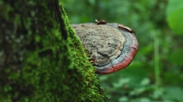 Huge Tinder Fungus Trunk Mossy Tree Bialowieza Forest Poland — Vídeo de Stock