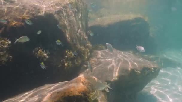Snorkeling Sepanjang Dermaga Batu Dan Melihat Banyak Ikan Karang Berenang — Stok Video