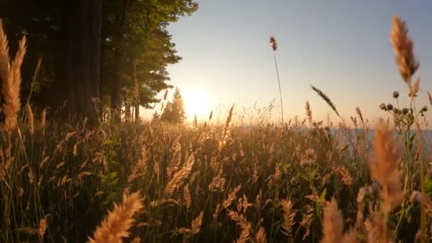 Grass Blowing Wind Sunset — Video Stock