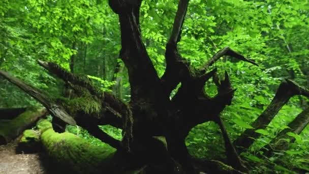 Παλιό Βρύα Πεσμένο Κούτσουρο Στο Δάσος Bialowieza Πολωνία — Αρχείο Βίντεο