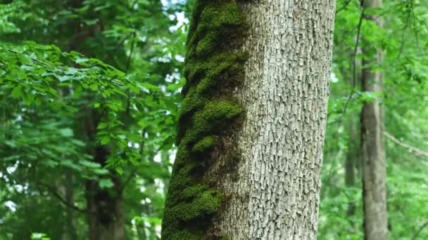 Beautiful Huge Mossy Trunk Tree Bialowieza Forest Poland — Stockvideo