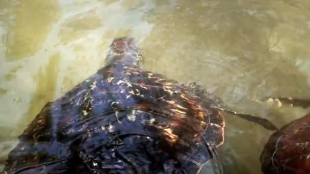 Sea Turtle Swimming Pond Sea Turtles Largest Living Reptile Slow — Vídeo de Stock