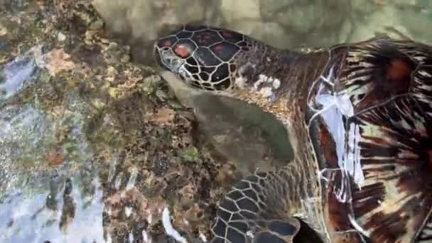 Slow Motion Clip Sea Turtle Swimming Shore Searching Food Shot — Vídeo de Stock