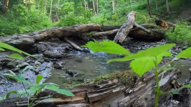 Moving Leaves Flowing Stream — Video