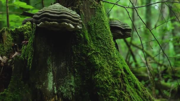 Huge Tinder Agaric Mossy Tree Bialowieza Forest Poland — Αρχείο Βίντεο