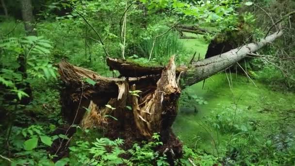 Fallen Tree Small Stank Bialowieza Forest Poland — Stock Video