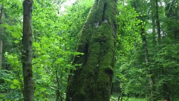 Mossy Trunk Tree Bialowieza Forest Poland — Vídeo de Stock