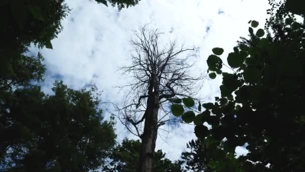 Old Dead Tree Still Standing Middle Forest Bialowieza Poland — 비디오