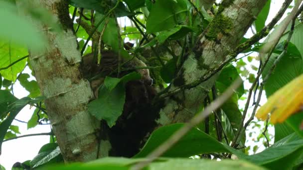 Közepes Lövés Egy Lajhár Alszik Közepén Esőerdőben Costa Rica — Stock videók