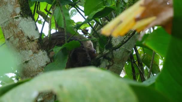 Close Shot Uma Preguiça Dormindo Meio Galho Árvore Floresta Tropical — Vídeo de Stock