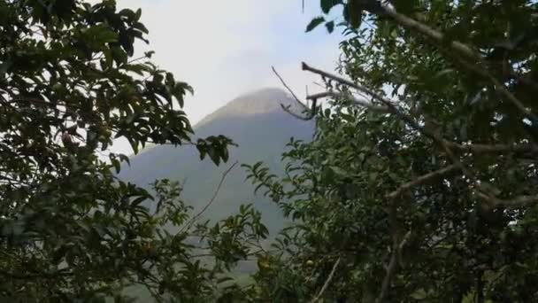 Medium Shot Wind Blowing Tree Branches Revealing Scenic View Arenal — Stockvideo