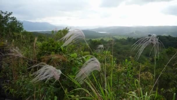 Full Shot Scenic View Plants Blown Winds Top Rain Forest — Video