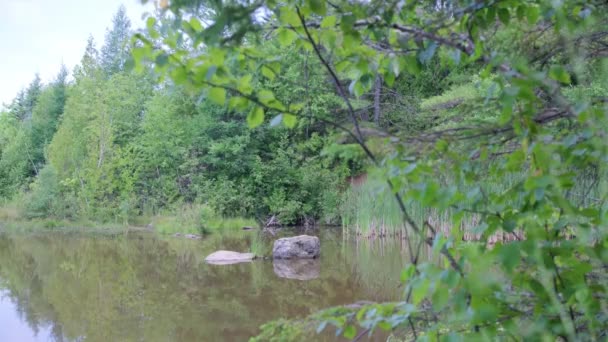 Looking Tree Line Quiet Pond Deep Woods — Stock videók