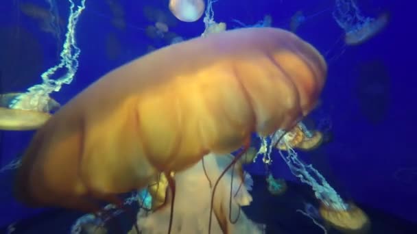 Jellyfish Long Stinging Tentacles Floating Blue Ocean Seawater — Wideo stockowe