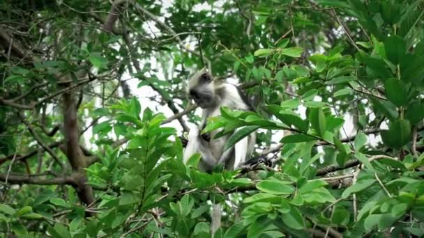 Slow Motion Clip Monkey Searching Eating Fruits Trees Monkey Seating — Vídeo de Stock