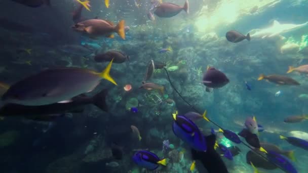 Blue Tang Fish Other Tropical Sea Life Coral Reef — Vídeos de Stock