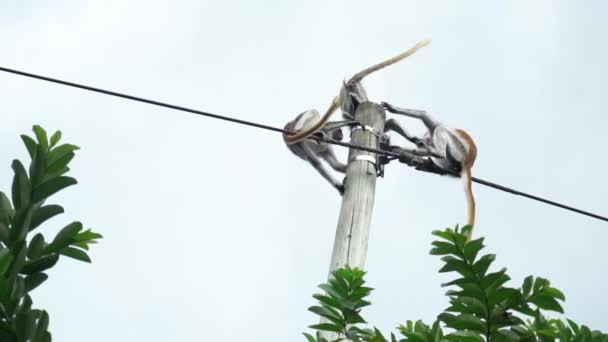 Slow Motion Clip Monkeys Playing Jumping Power Line — Stock Video