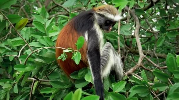 Slow Motion Clip Monkey Searching Eating Fruits Trees Monkey Seating — Vídeo de stock