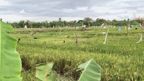 View Rice Fields Ubud Plastic Bags Attached Rope Act Deterrent — Vídeos de Stock