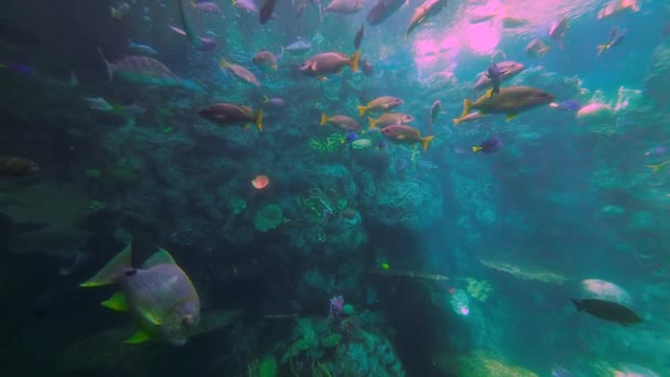 Blue Tang Fish Other Tropical Species Coral Reef Slow Motion — Video