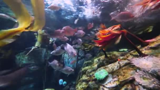 Πολύχρωμα Ψάρια Αλμυρού Νερού Μια Παλιρροιακή Πισίνα Κύμα Κουνιέται Μπρος — Αρχείο Βίντεο