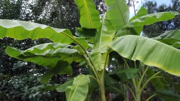 Looking Leaves Several Banana Trees Summer Rain — Stock video