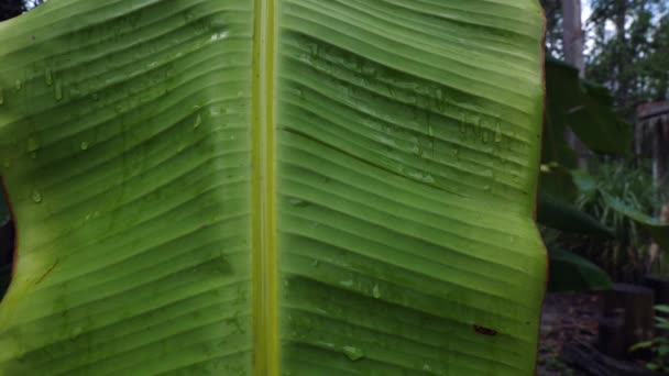 Close Banana Tree Leaf Hanging Summer Rain — 图库视频影像