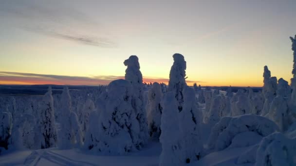 Aerial View Flying Snow Covered Lapland Wintertime Forest Trees Orange — Stockvideo