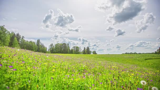 Cloudscape Meadow Wildflowers Rural Countryside Time Lapse — Vídeo de Stock