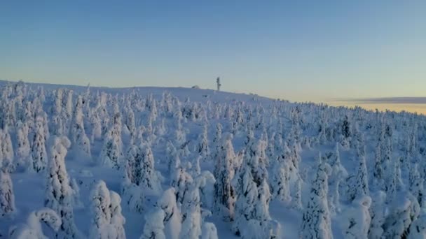 Aerial View Reversing White Snow Covered Norrbotten Winter Forest Trees — Stockvideo