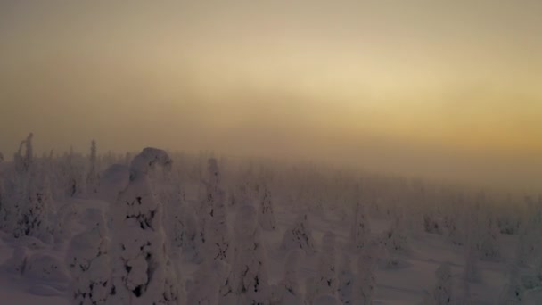 Aerial View Snow Covered Alien Norrbotten Hazy Wintertime Sunrise Forest — Stockvideo