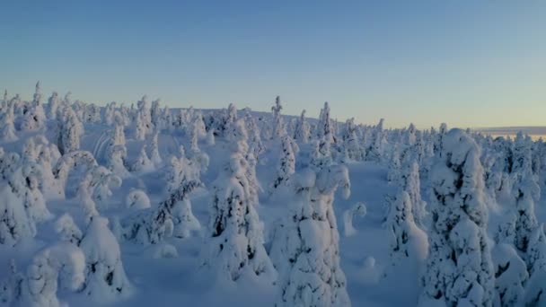 Aerial View Moving Slowly White Winter Snow Covered Norrbotten Forest — Stockvideo