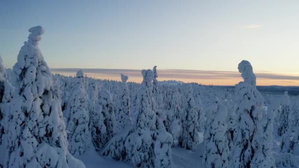 Aerial View Moving Forward White Snow Covered Norrbotten Winter Forest — Stockvideo