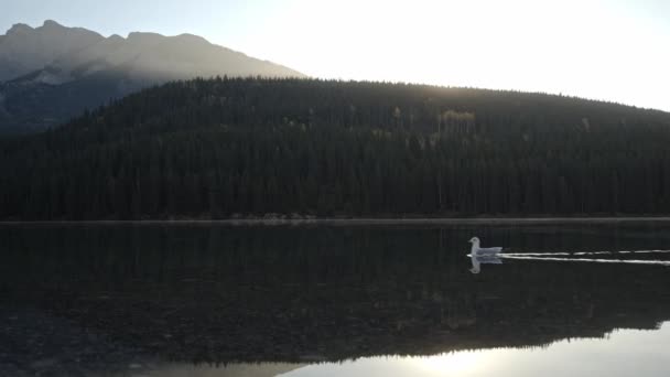 Bird Floating Two Jack Lake — Vídeo de Stock