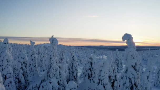 Aerial View Moving Slowly White Snow Covered Norrbotten Winter Forest — 비디오